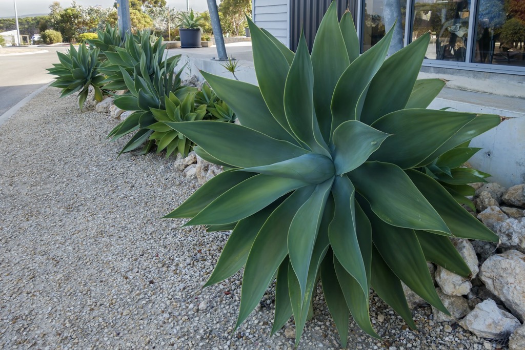 Xeriscaping by Platinum Landscape Creations in West Texas